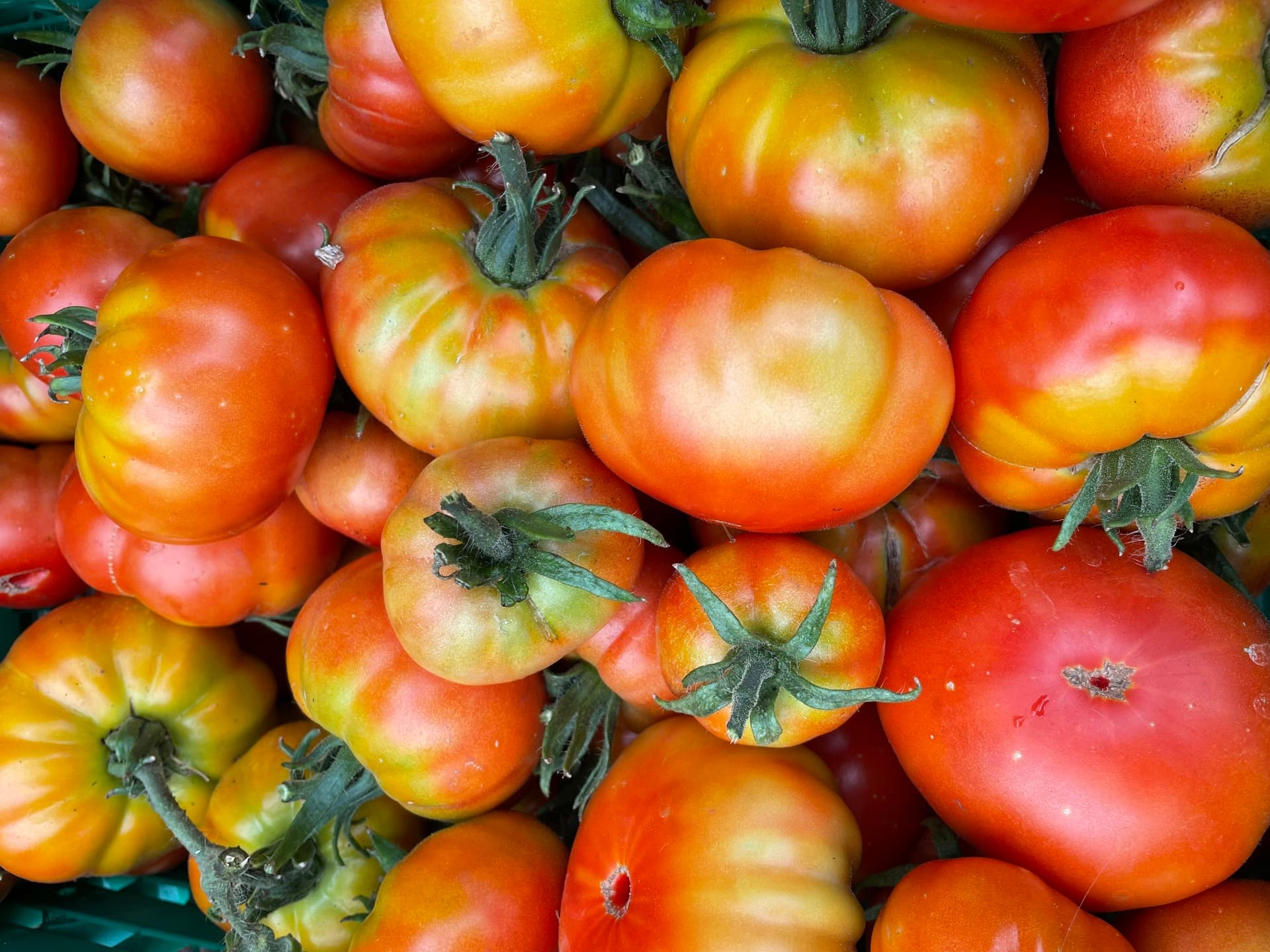 Blackhills CSA 