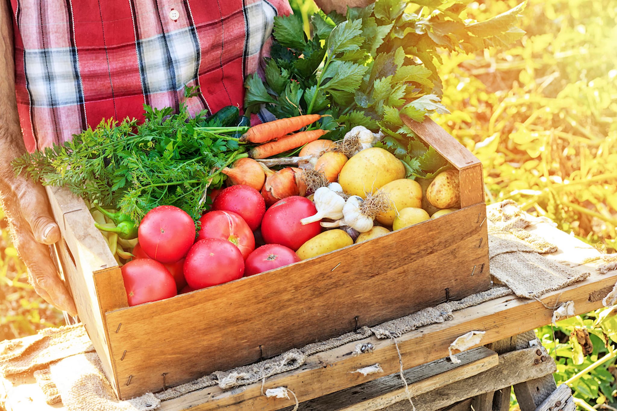 Large veg Boxes